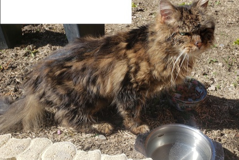Fundmeldung Katze rassenmischung Unbekannt Entrelacs Frankreich