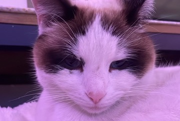 Vermisstmeldung Katze rassenmischung Weiblich , 3 jahre La Motte-Servolex Frankreich