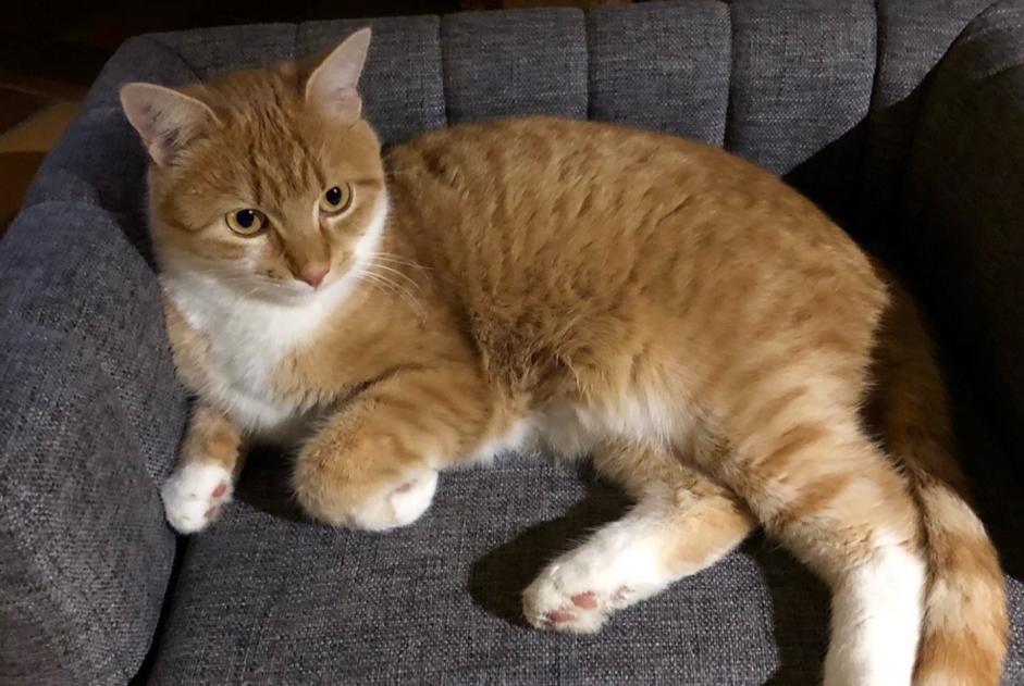 Alerte Disparition Chat Femelle , 3 ans Aix-les-Bains France